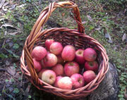 Lammas Apples